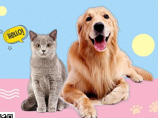朋友圈海报——猫狗