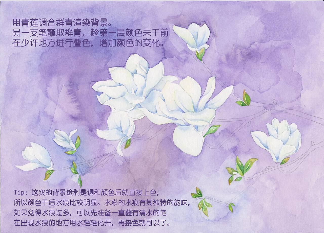 《二十四番花信風》水彩花卉繪畫技法——望春篇（圖ZNTI3ODgzMTY=） - 商業(yè)插畫 - 站酷設計師吳都Jasmine原創(chuàng)素材 - 站酷ZCOOL