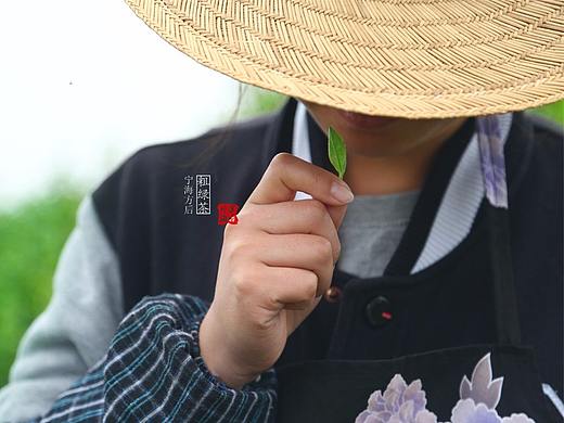 茶山古茶