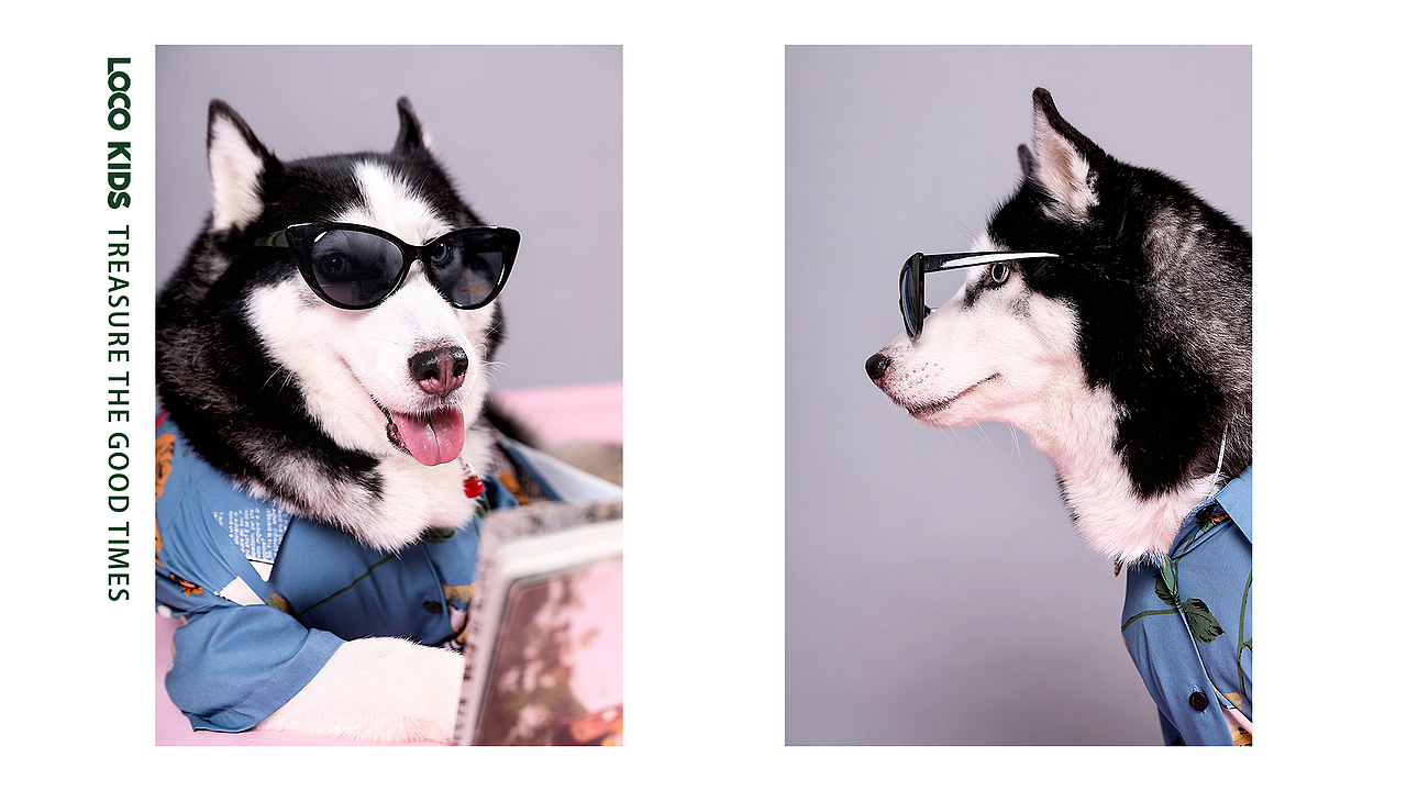 宠物摄影（图ZMTgwMjczODIw） - 宠物摄影 - 站酷设计师记不住名字的名字原创素材 - 站酷ZCOOL