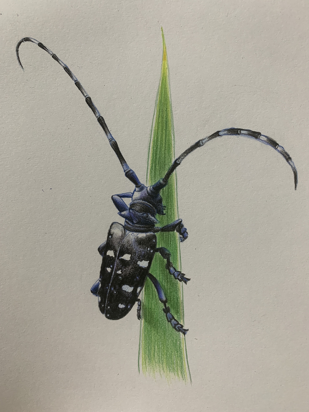 彩铅昆虫(内附过程图)