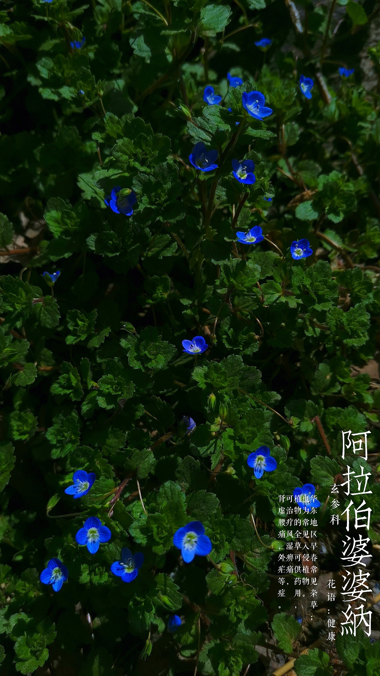 阳光明媚，万物复苏啊～（图ZMjAwMDk4ODg0） - 人文/纪实摄影 - 站酷设计师一味一真原创素材 - 站酷ZCOOL