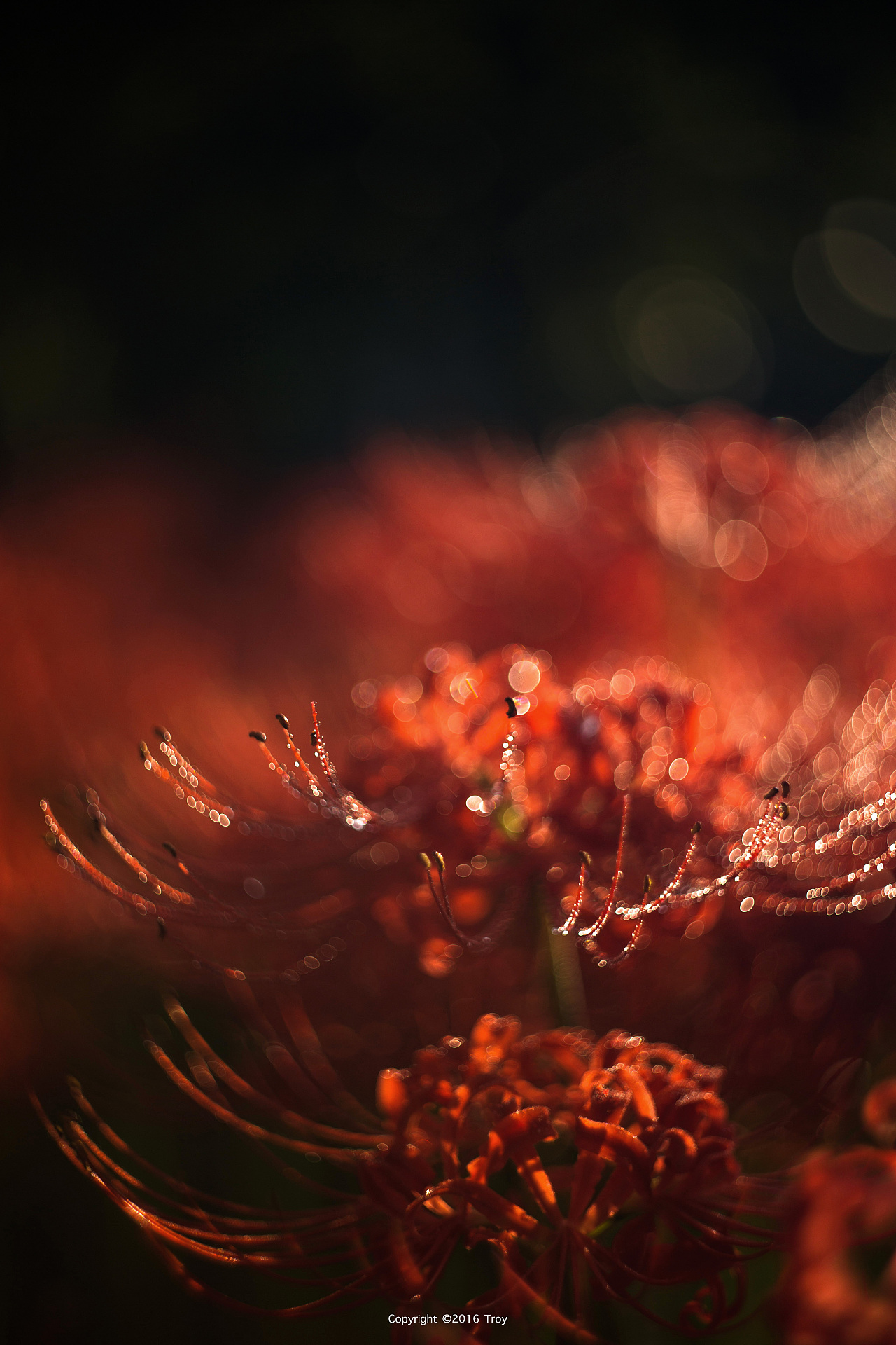 彼岸花.曼珠沙华