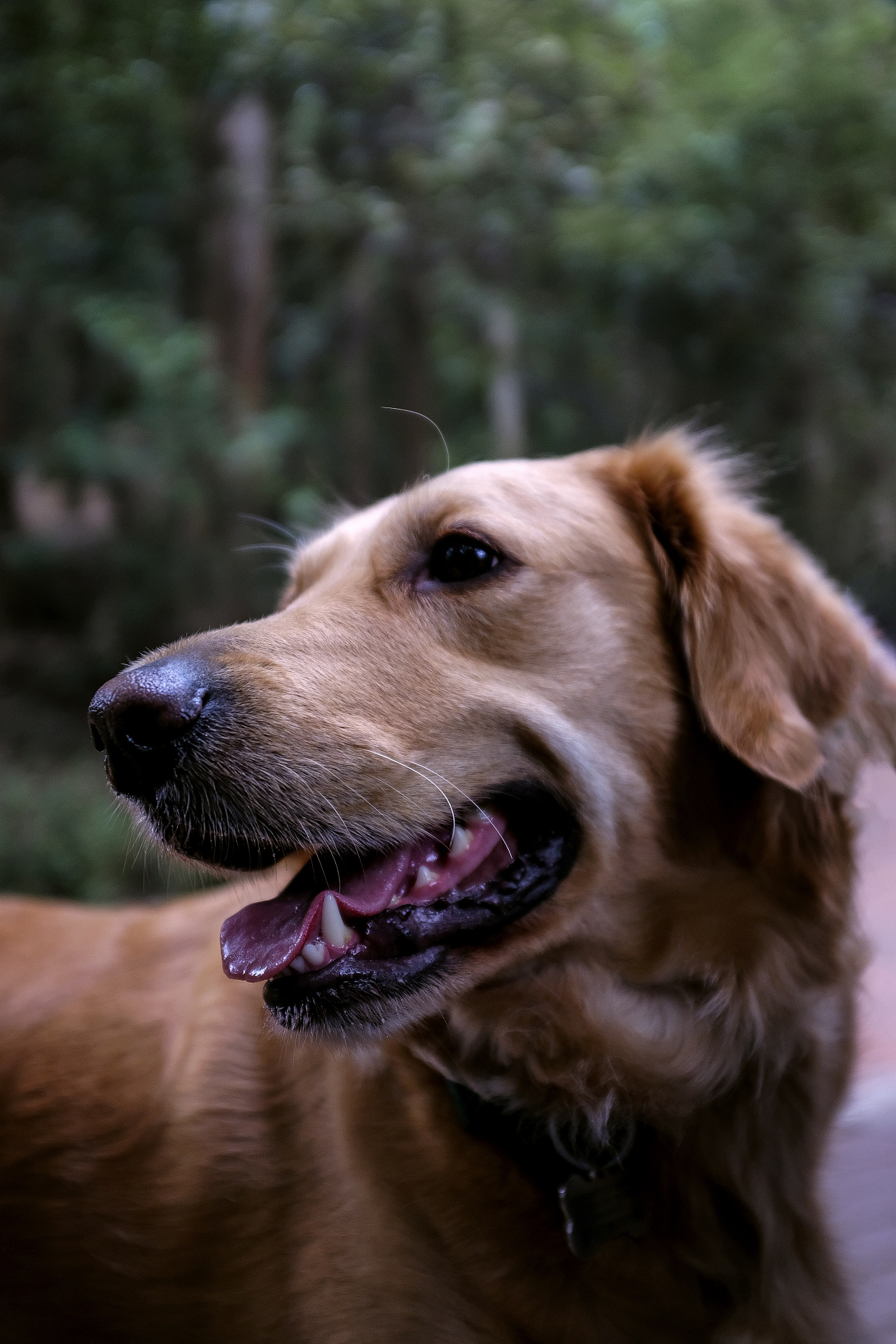 宠物拍摄(一哥~金毛)|摄影|宠物摄影|长喜喜 - 原创作品 - 站酷