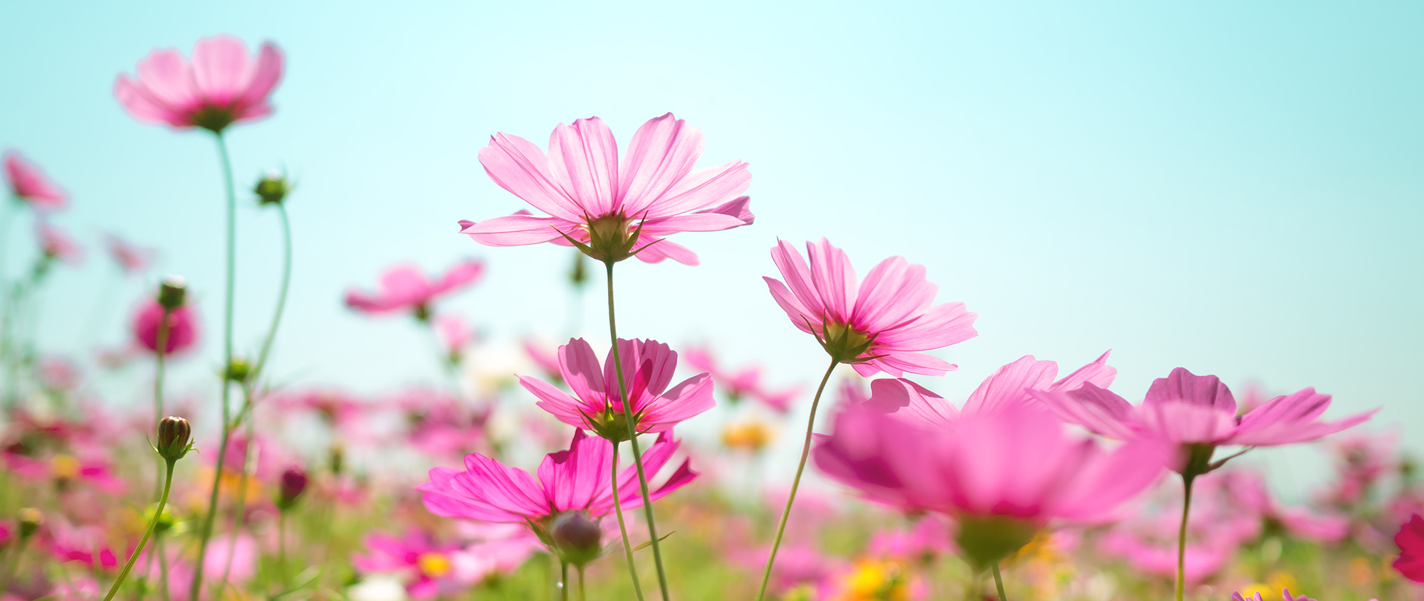 會飛的_魚_的個人主頁（封面預(yù)覽） - 主頁封面設(shè)置 - 站酷設(shè)計師會飛的_魚_原創(chuàng)素材 - 站酷ZCOOL