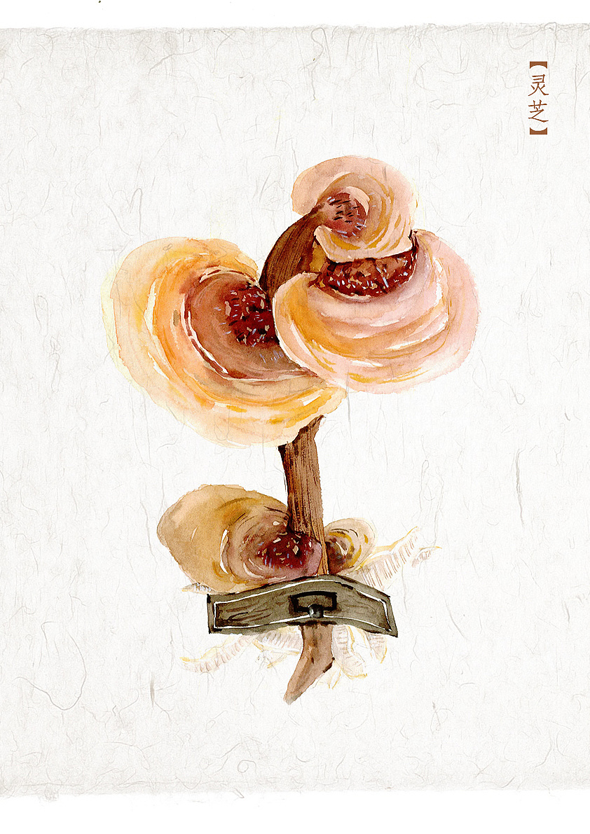 水彩| 中草药
