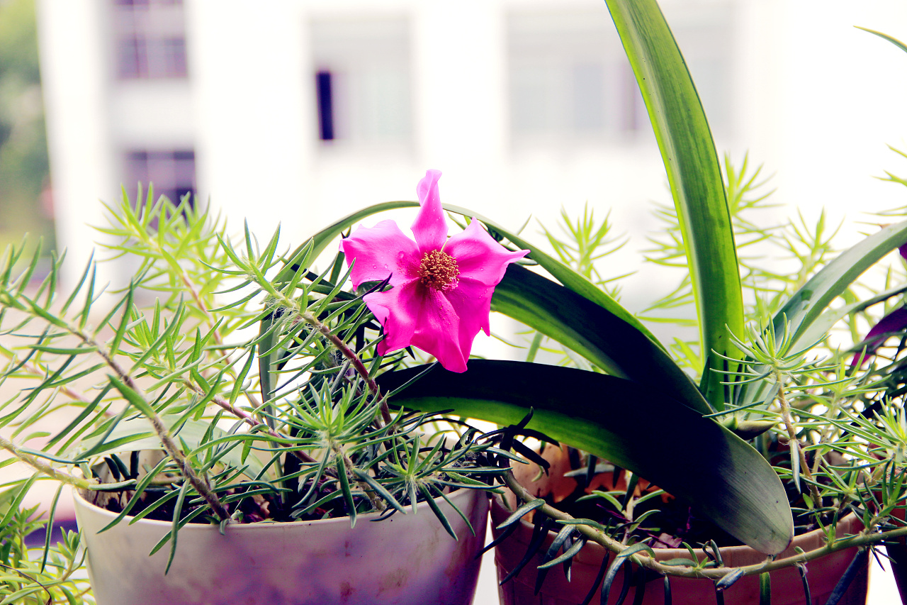 养在阳台上的花