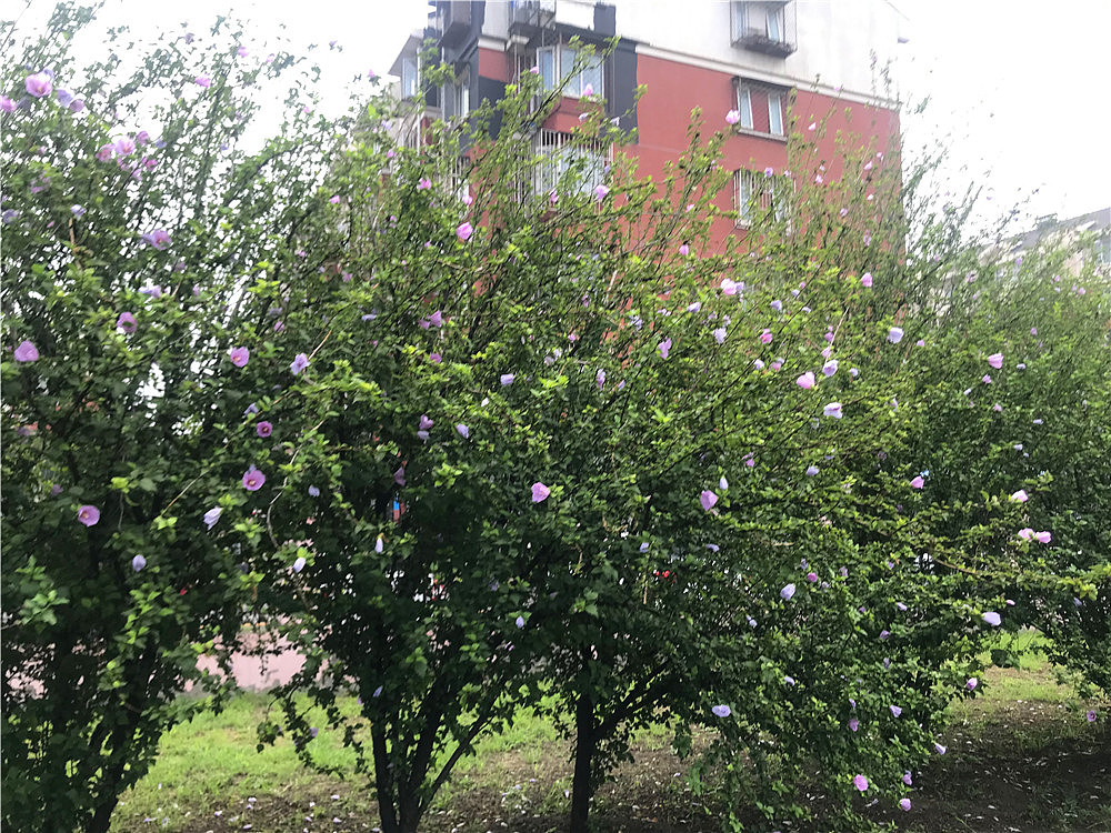 刘勇良手机纪实摄影:七夕节的木槿花