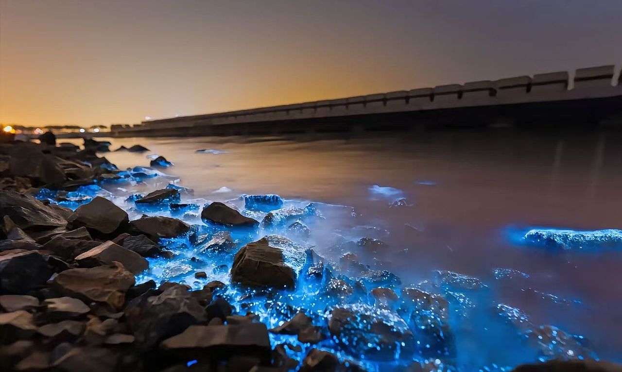 传说中的蓝眼泪💦