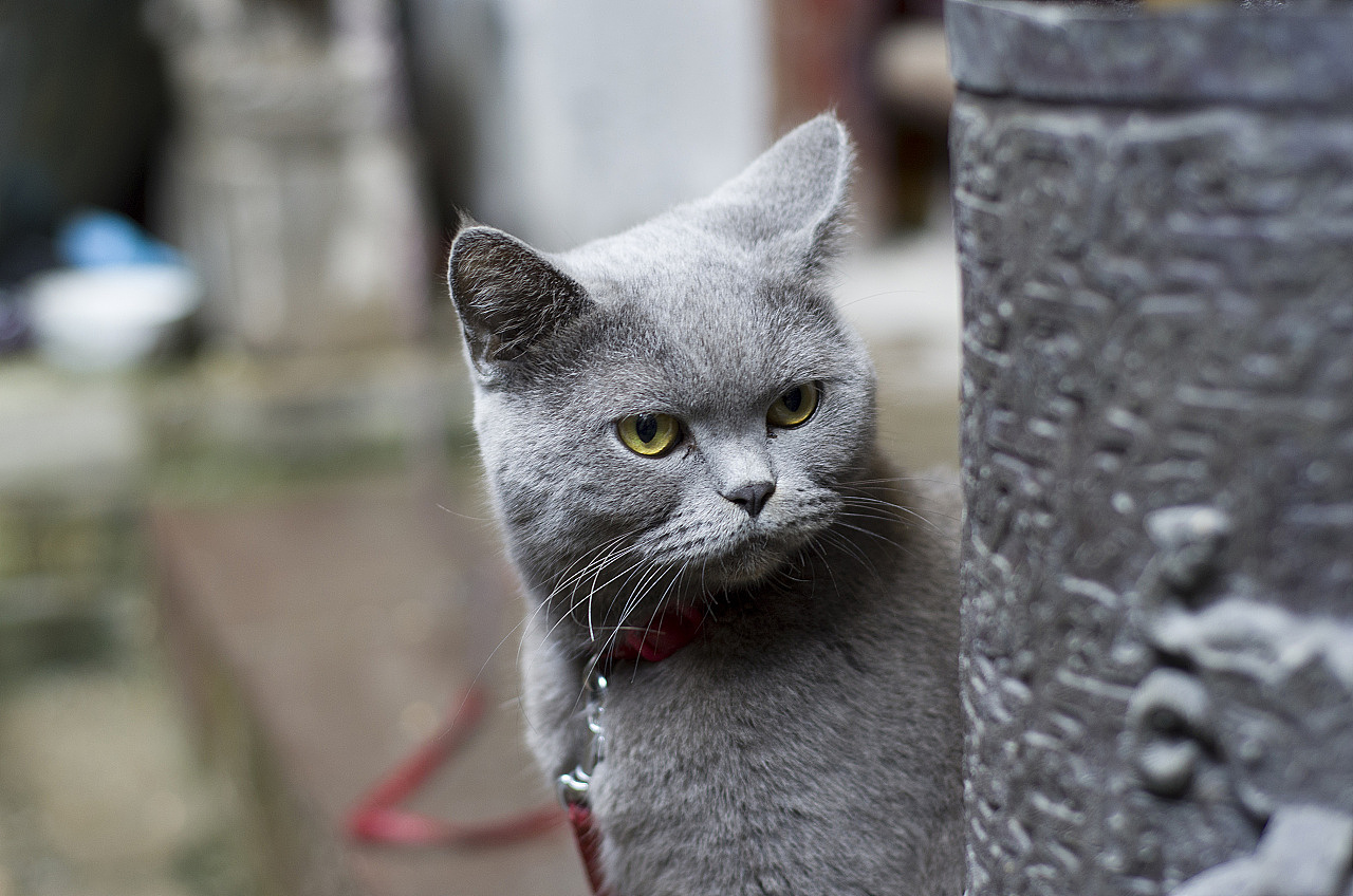 平面设计 | 摄影 | 视频（图ZMzczNzk1MjAw） - 其他平面 - 站酷设计师袁勇的作品合集原创素材 - 站酷ZCOOL