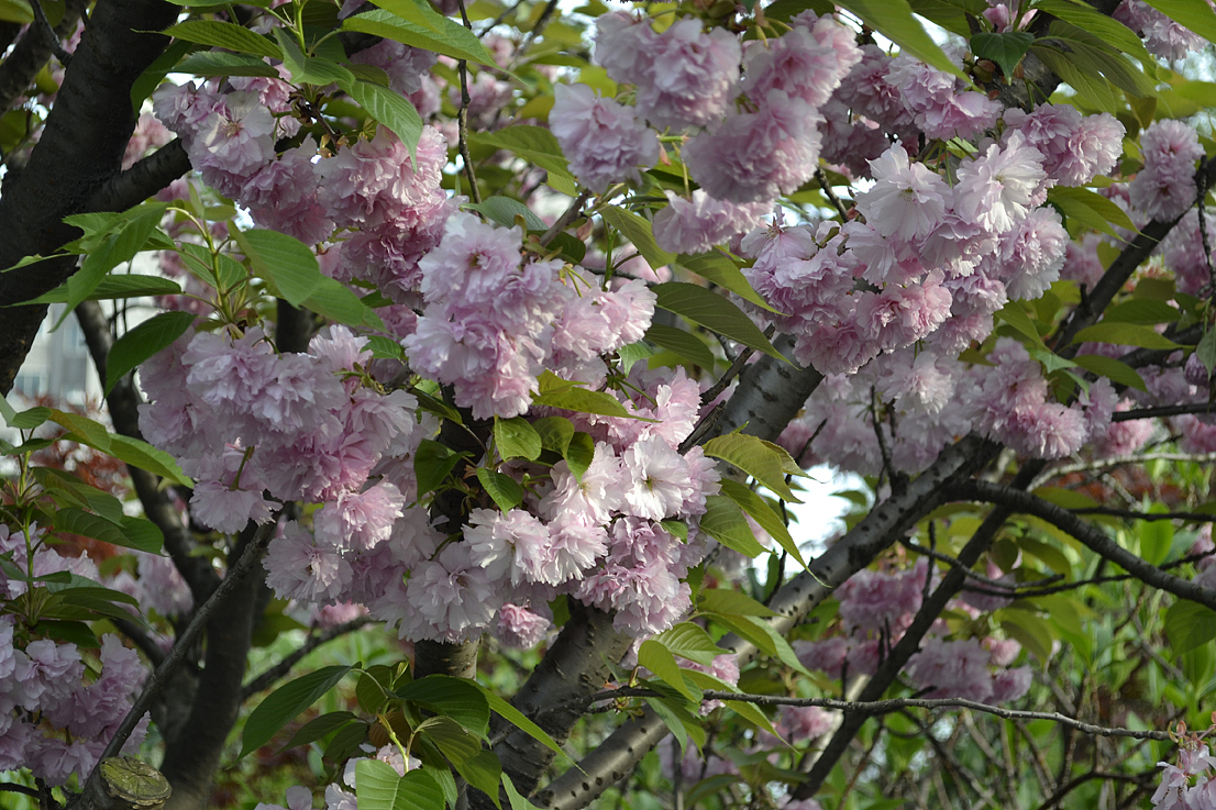 杨浦公园里的樱花