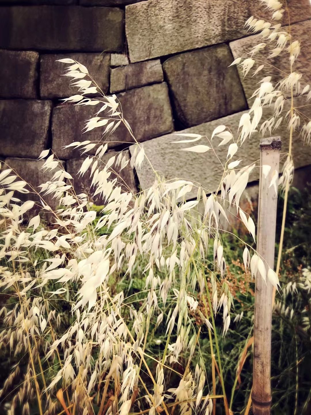 日本京都一周游