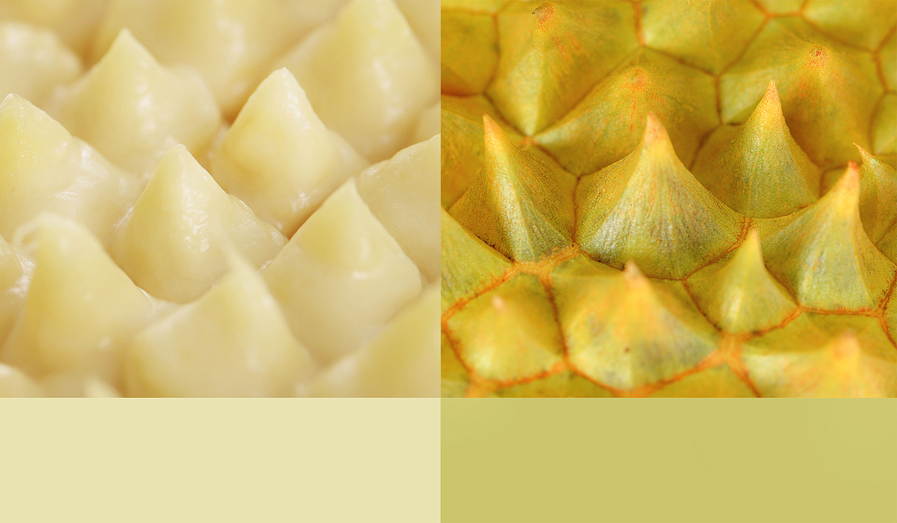 榴莲树和蛋黄心牛油果以及初次见面板栗君