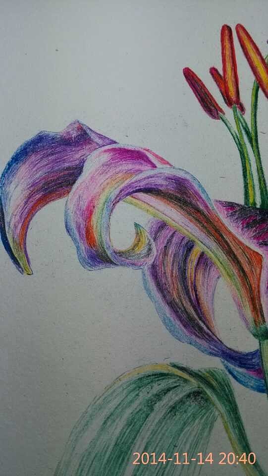 圆珠笔画——绚丽的百合（图ZMjE5OTg3OTI=） - 绘画 - 站酷设计师简一原创素材 - 站酷ZCOOL