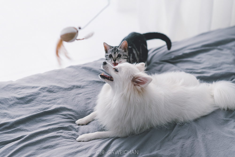 冰糖（客片）（图ZMTI0MDQxNzQ0） - 宠物摄影 - 站酷设计师C陳GAWEICHAN原创素材 - 站酷ZCOOL