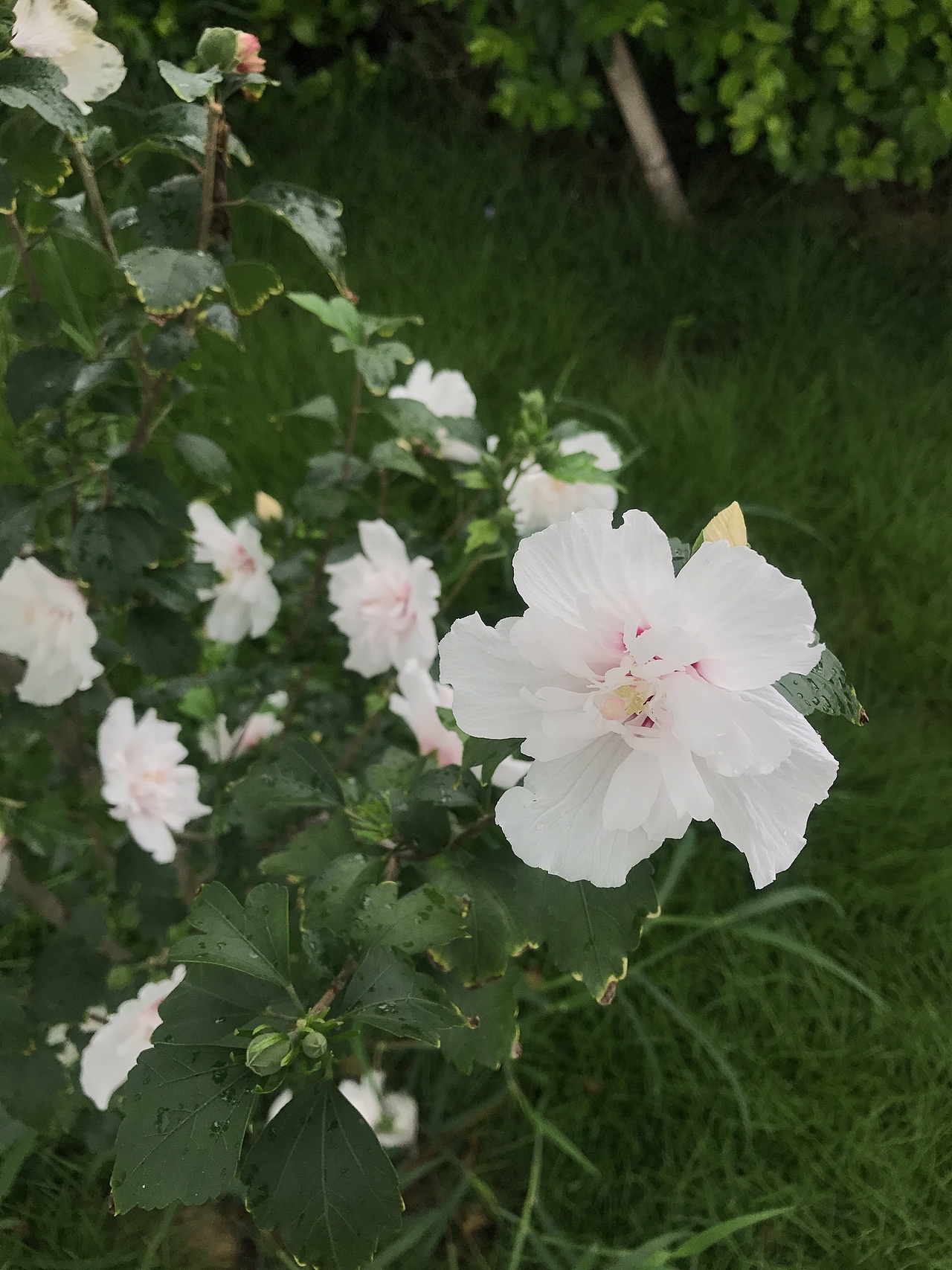 未闻花名（2017.06 随手拍）（图ZOTM1NTAyMTI=） - 风光摄影 - 站酷设计师sunweiT原创素材 - 站酷ZCOOL