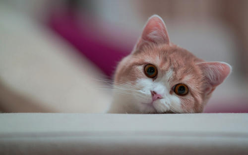 丑的无可挑剔的个人主页（封面预览） - 主页封面设置 - 站酷设计师丑的无可挑剔原创素材 - 站酷ZCOOL