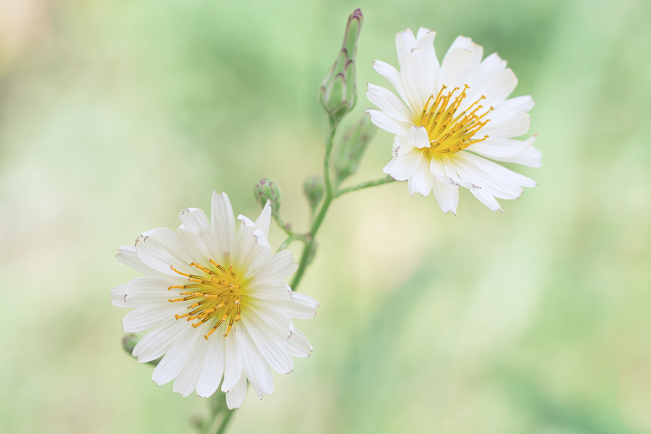 夏天夏天悄悄过去