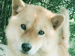 爷爷和奶奶养的土狗