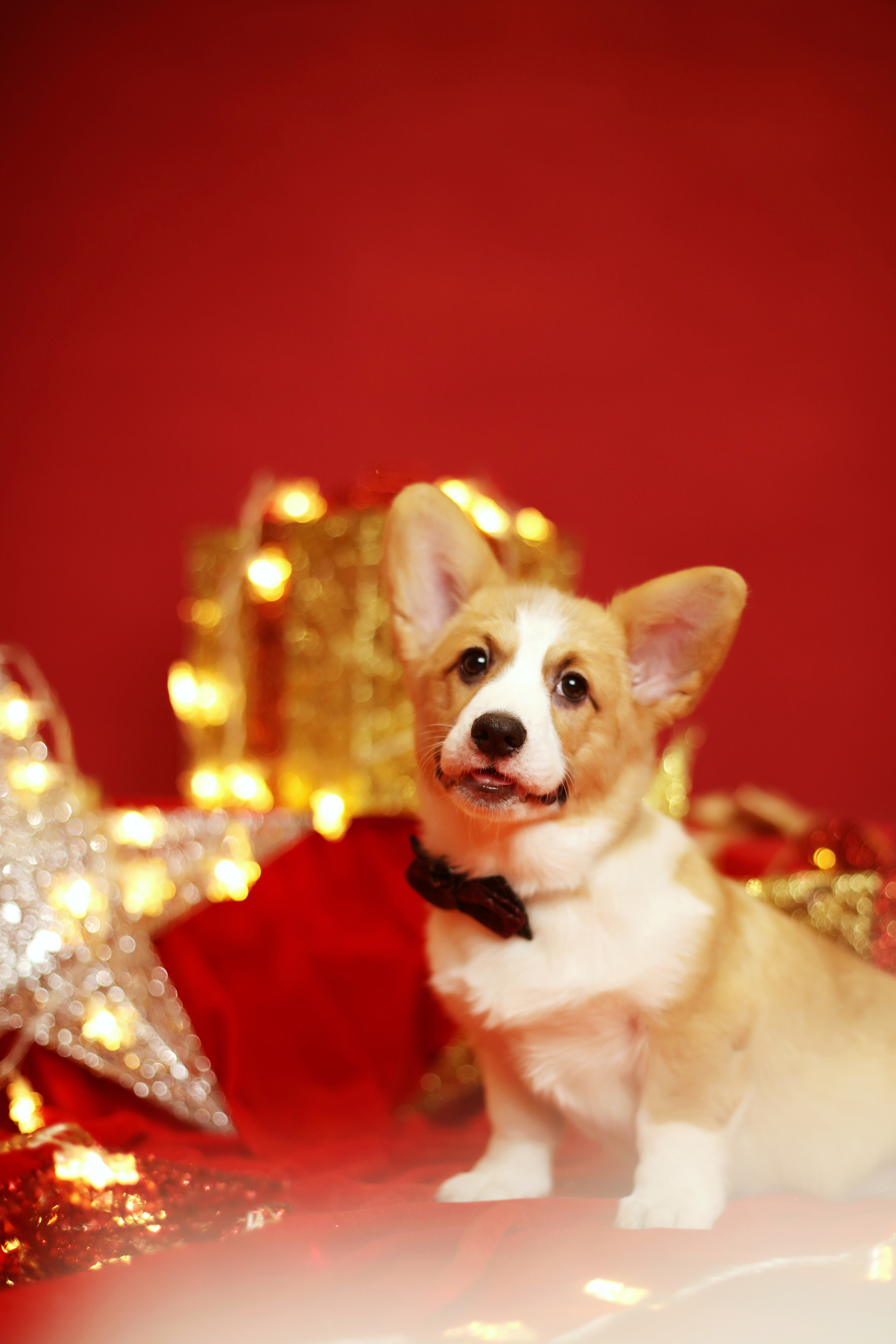 (四个月的柯基biubiu)|摄影|宠物摄影|西安live宠物摄影 - 原创作品