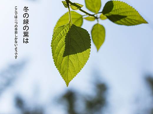 一些静物随拍