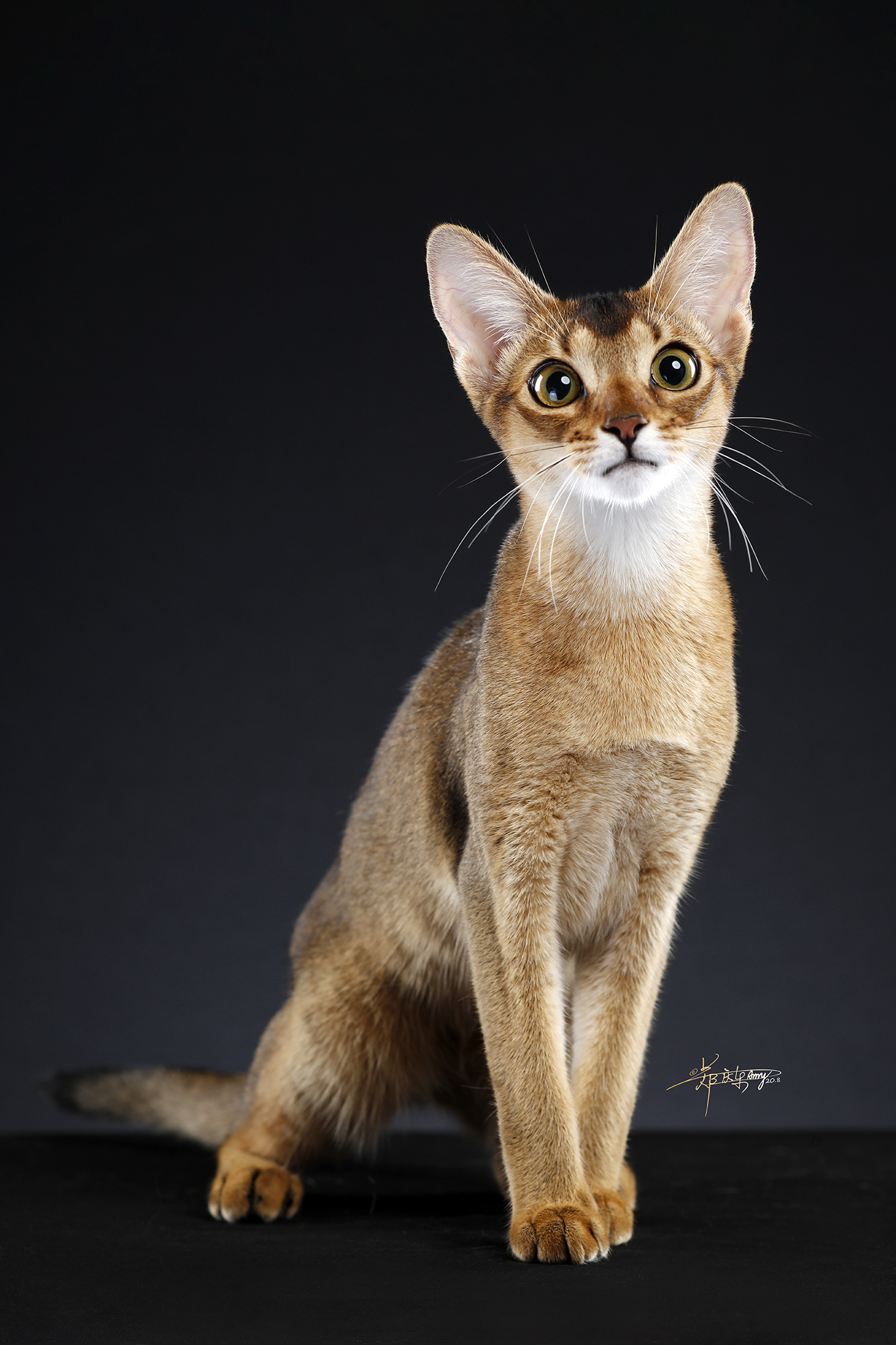 阿比尼亚猫图片