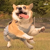 张YL的头像
