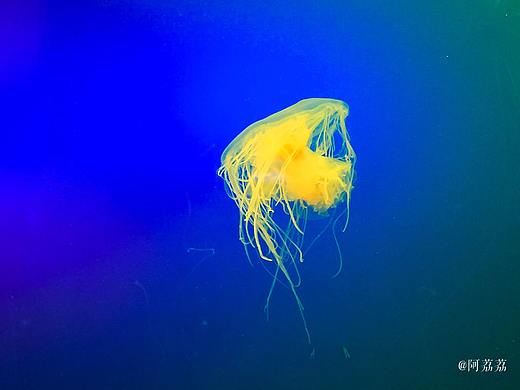 派大星:“海绵宝宝,我们去抓水母吧。”