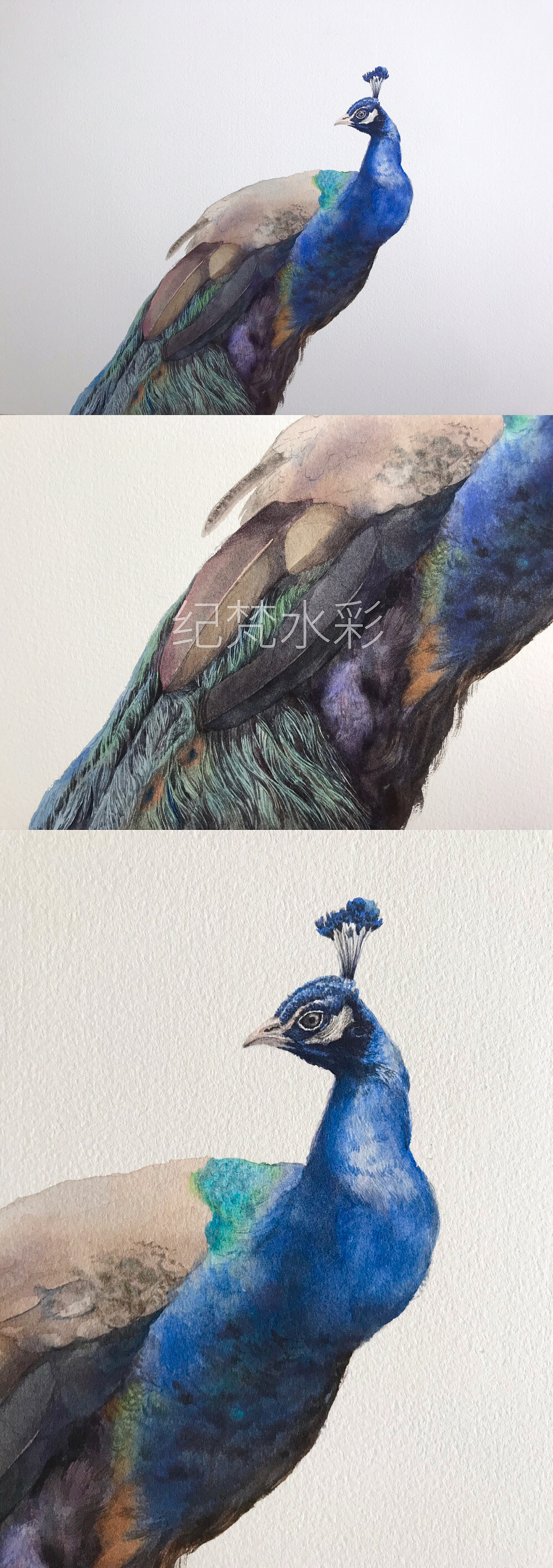 这次的蓝孔雀,是我画的比较认真的去画的它的羽毛,北京/插画师/5年前