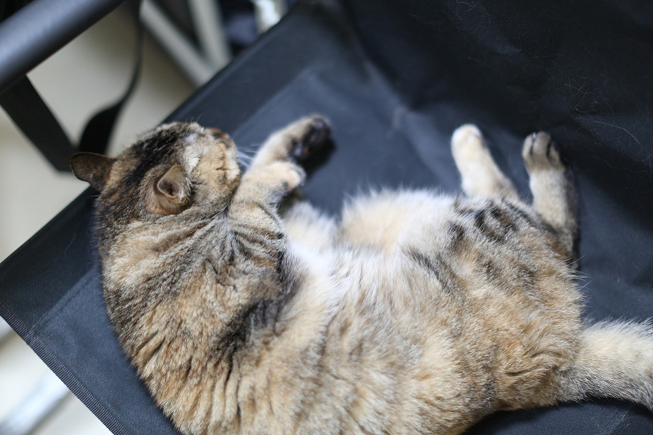 15岁（图ZMjU2ODg4ODQ=） - 宠物摄影 - 站酷设计师peterjob原创素材 - 站酷ZCOOL