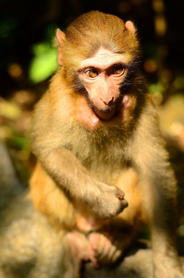 大二写生的摄影|摄影|动物|菠萝雀斑 - 原创作品 - 站酷 (zcool)