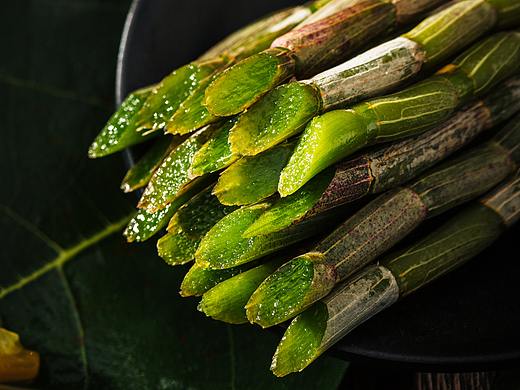 墨贤摄影-铁皮石斛 中草药拍摄