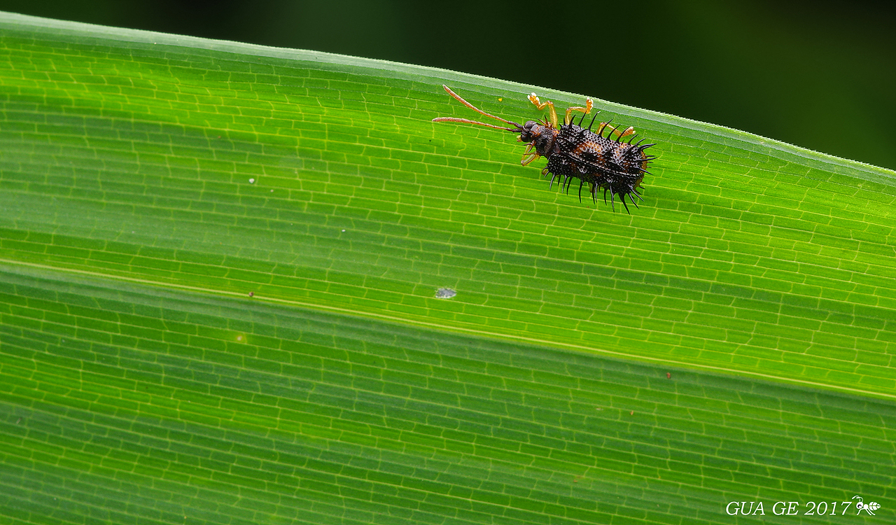 瓜哥生态篇-微距的魅力无处不在（图ZODY0NTQxODQ=） - 风光摄影 - 站酷设计师瓜哥微距摄影原创素材 - 站酷ZCOOL
