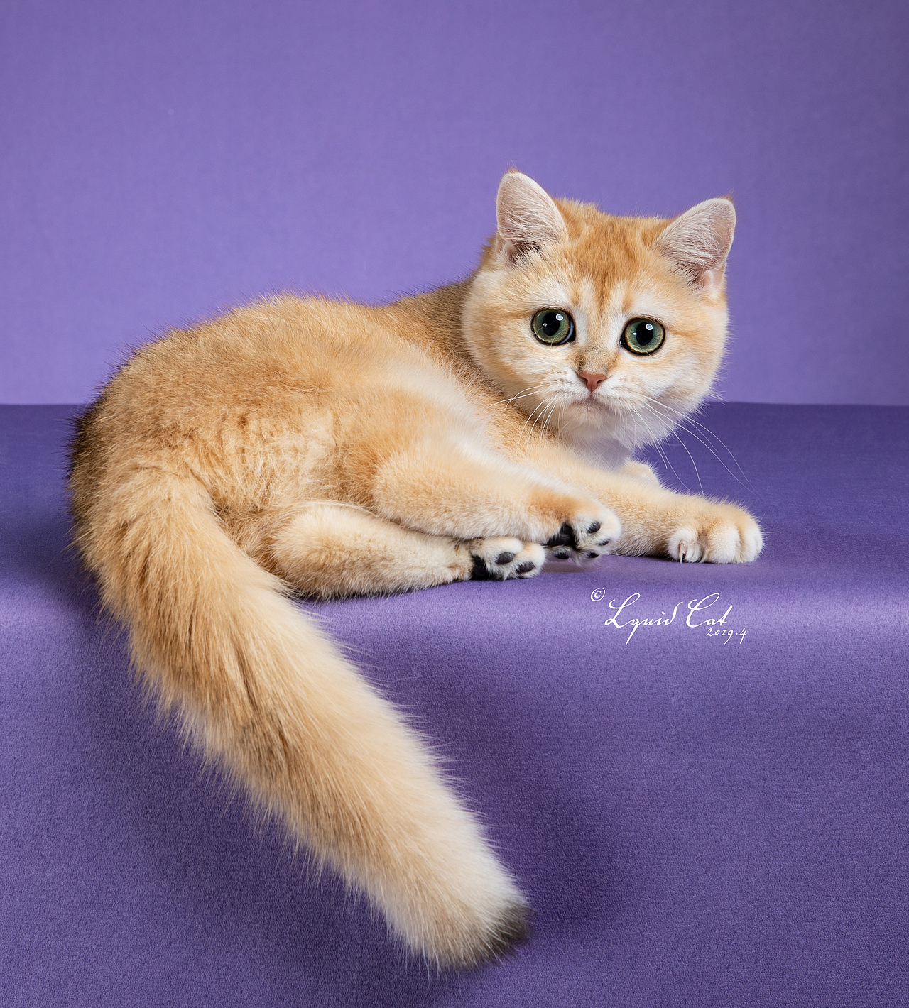 英国短毛猫金渐层