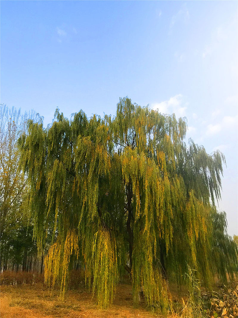 刘勇良手机纪实摄影:北京初冬的早晨