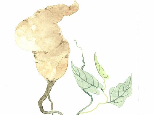 中草药工笔手绘一套