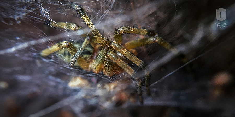 盘丝洞?!
你当我不识字啊~<br>水帘洞嘛~
