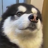 ZwChong的头像