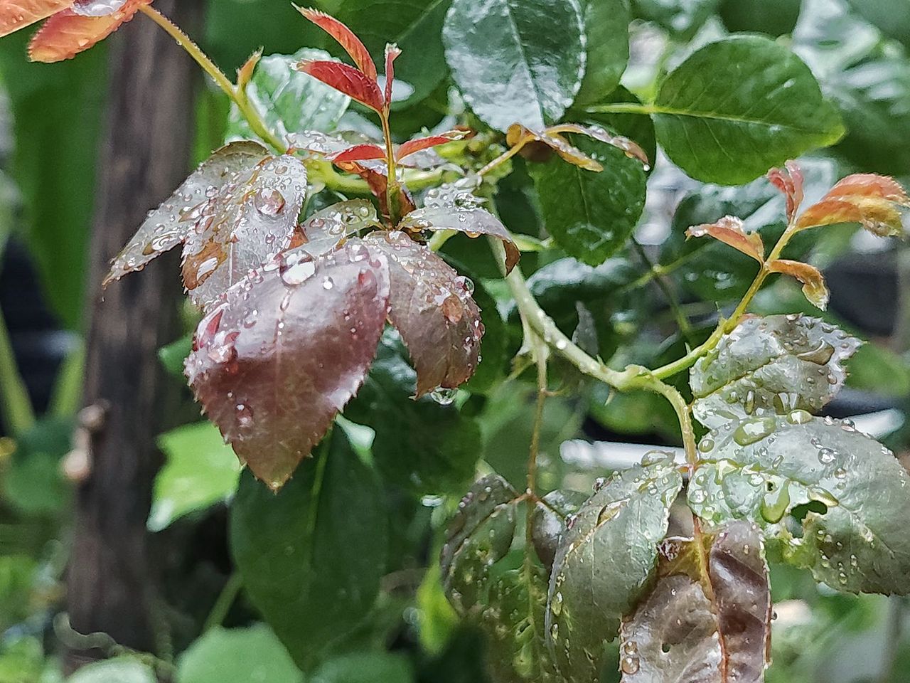 暴雨过后（图ZMzY4MDU0MzA4） - 风光摄影 - 站酷设计师圆真王子原创素材 - 站酷ZCOOL