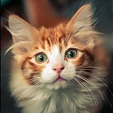 流浪的野猫仔的头像