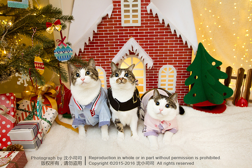 喵瑞Christmas(图ZMzg3NzE1ODQ=) - 宠物摄影 - 站酷设计师司司Yokey原创素材 - 站酷ZCOOL