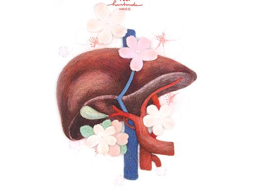 囍囍的羊毛毡 之 肝脏