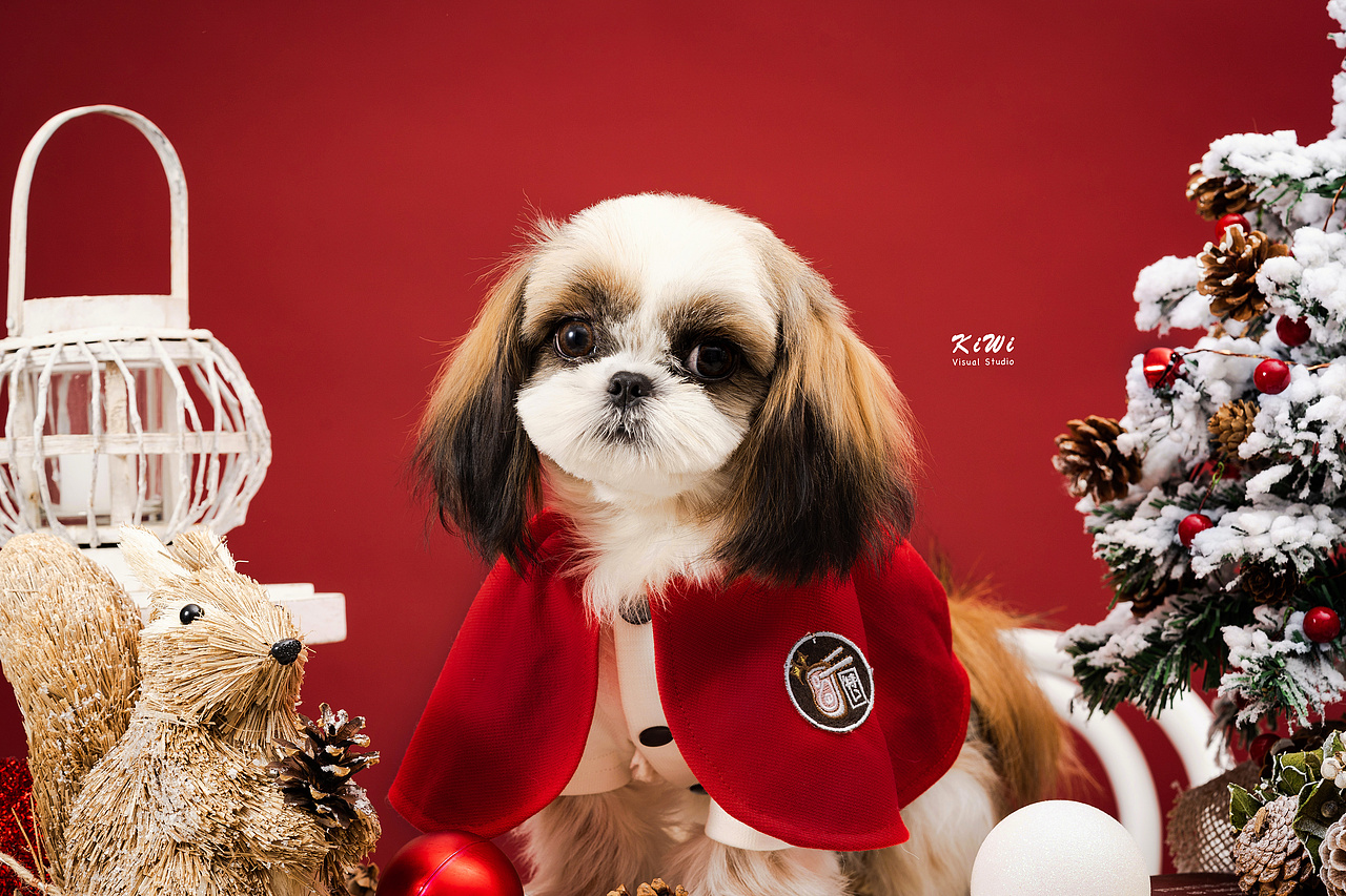 宠物摄影|西施犬圣诞宠物写真（图ZMTg5NjgzOTY4） - 宠物摄影 - 站酷设计师Sisy猫耳朵原创素材 - 站酷ZCOOL