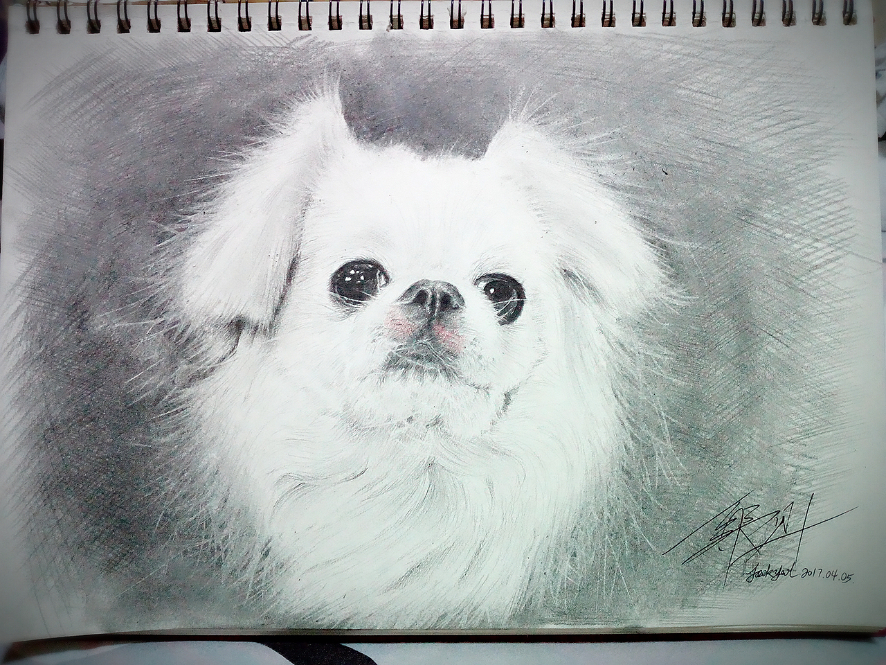 不知道是狮子狗还是京巴的狗狗一幅（图ZNzU2NjI4MTY=） - 绘画 - 站酷设计师a272813194原创素材 - 站酷ZCOOL