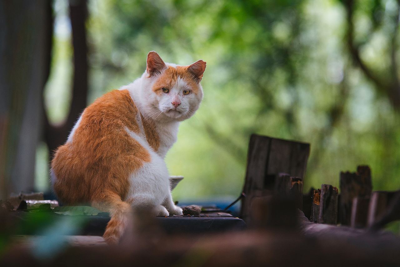 Farewell 2018【克查原创作品30】（图ZMTQwMTY0NjI4） - 宠物摄影 - 站酷设计师克查原创素材 - 站酷ZCOOL