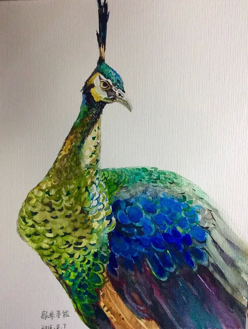 水彩孔雀2|插画|插画习作|蝎型血 - 原创作品 - 站酷 (zcool)