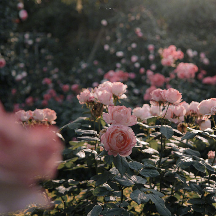 葵子613的個(gè)人主頁(yè)（封面預(yù)覽） - 主頁(yè)封面設(shè)置 - 站酷設(shè)計(jì)師葵子613原創(chuàng)素材 - 站酷ZCOOL