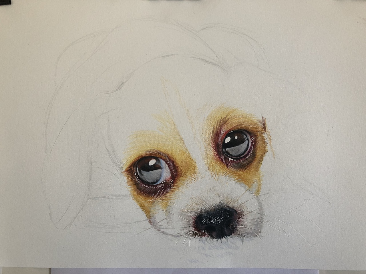 小狗狗（图ZMjMxNjg0ODA0） - 绘画 - 站酷设计师lllldddda原创素材 - 站酷ZCOOL