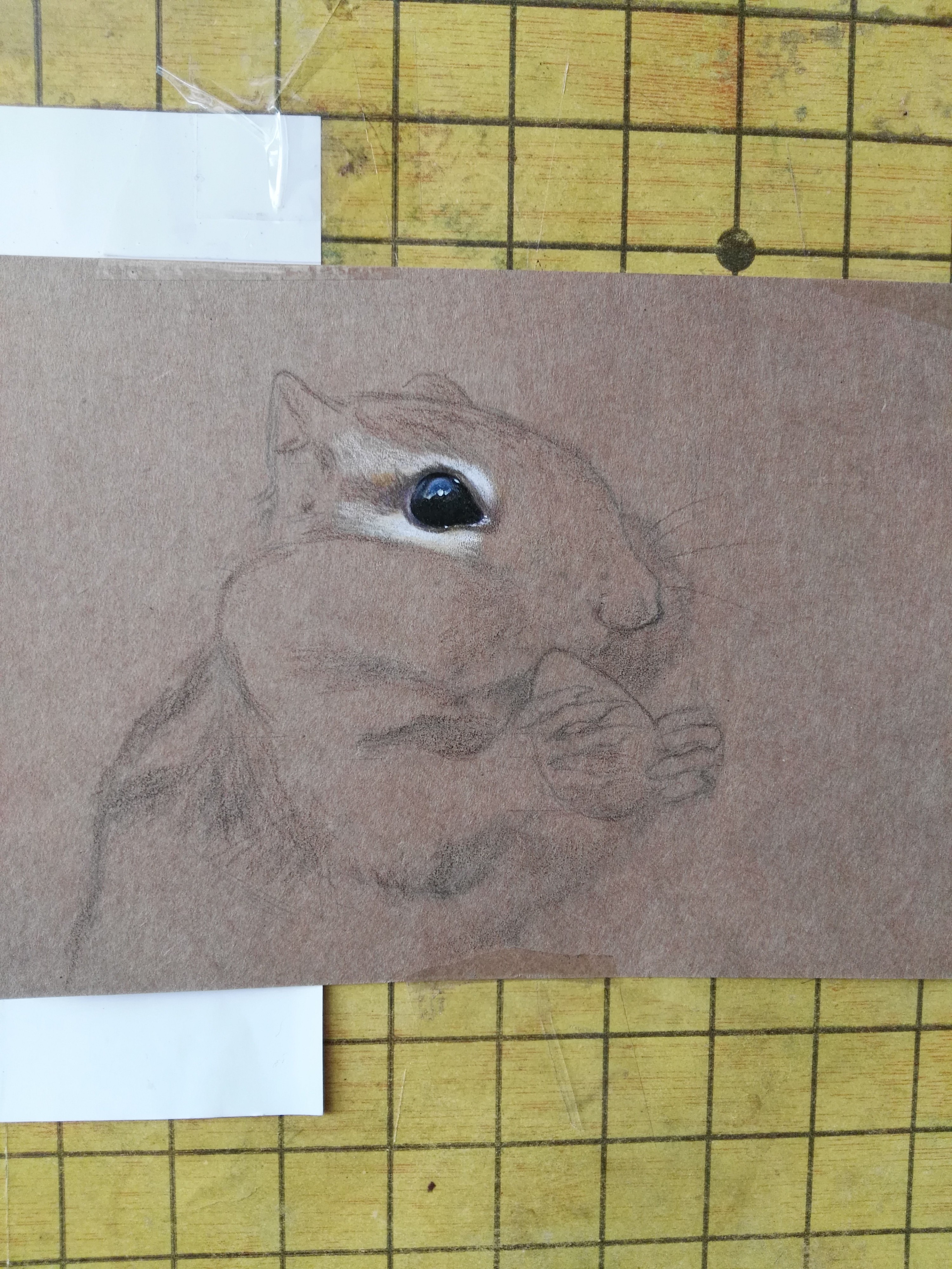 牛皮纸彩铅 花栗鼠