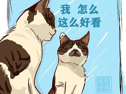猫猫表情